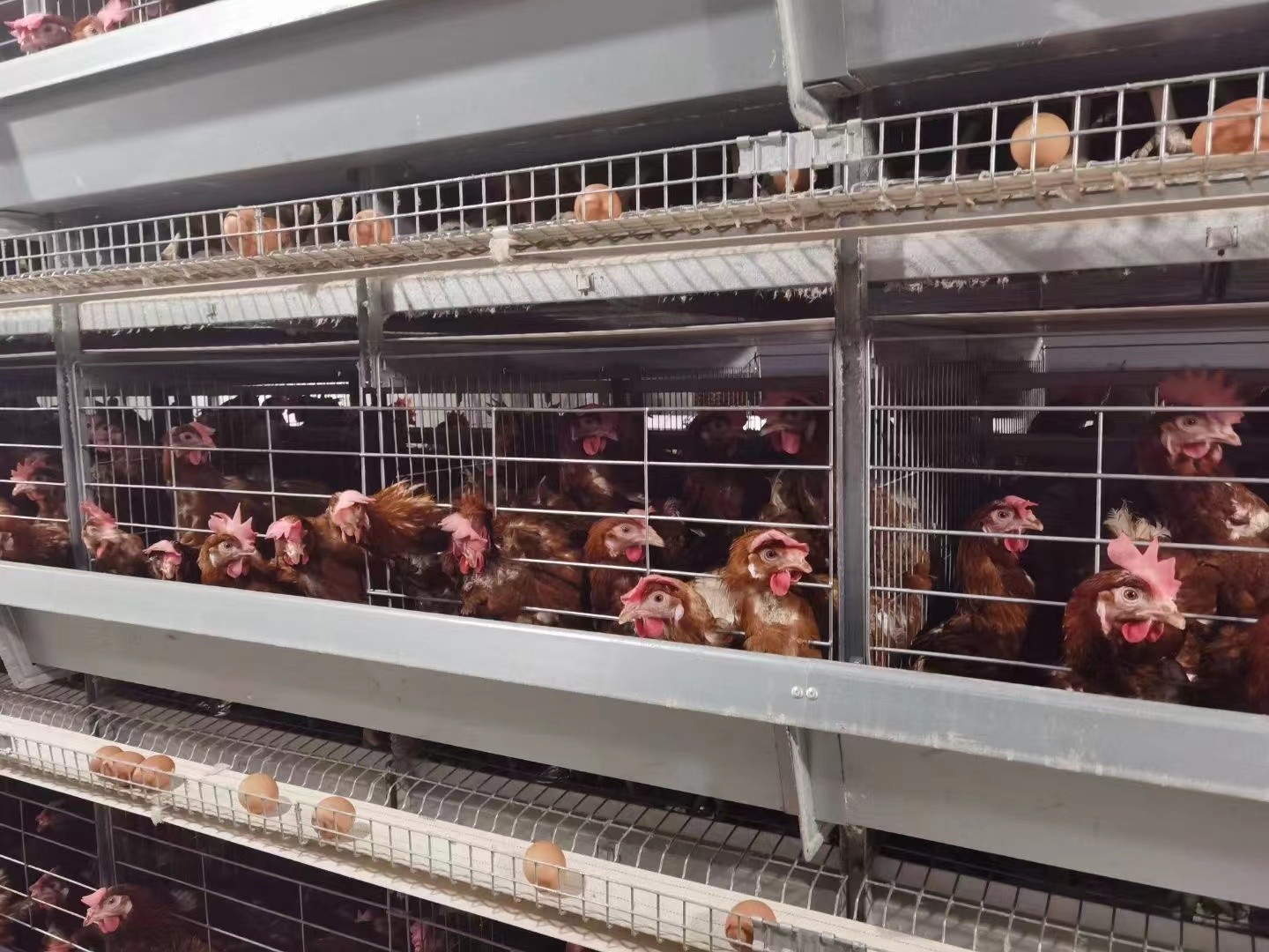 Galvanized Poultry Farm Battery Egg Layer Chicken Cage