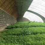 Quilted Outside Insulation Professional Solar Agricultural Greenhouse for Flower