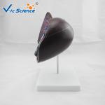 Medical Science Teaching Human Organ Model Liver Eco - Friendly PVC