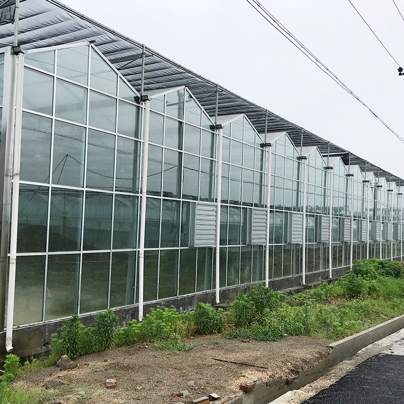 Large Size Transparent Glass Greenhouse Super Strong Resistance and Hydroponics System