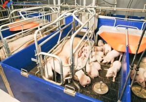 Quality Steel Frame Piggery Shed Construction Long Span Steel Poultry Buildings wholesale