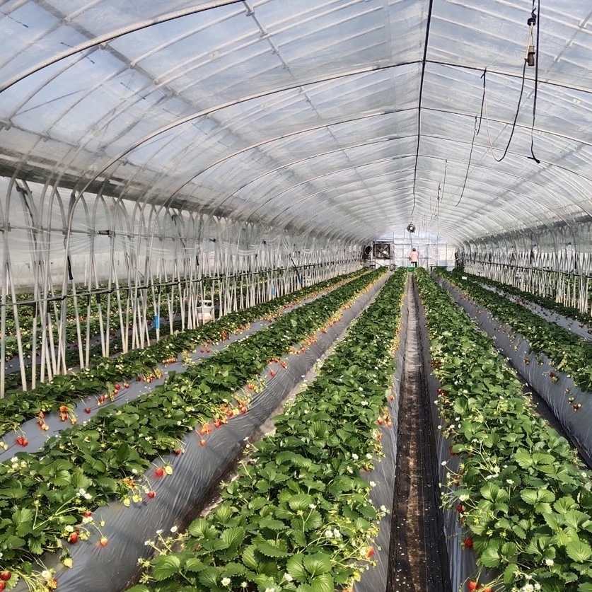 Low Cost Greenhouse Hydroponic Growing System for and Vegetables