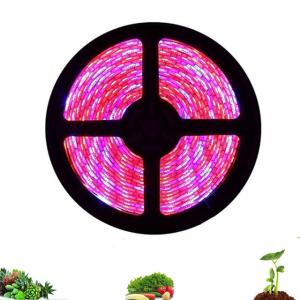 Quality 5m Full Spectrum Red Blue 4:1 LED Flower Lights wholesale