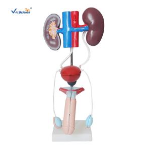 Quality Pvc Male Urogenital System Medical 40cm Human Anatomy Model wholesale