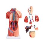 Medical Education Human Anatomy Torso Model 10.5 Inch Of 14PCS Removable Organs