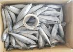 3ppm Histamine A Grade Bulk 250kg Frozen Bonito Fish