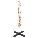 Compact Medical Plastic Simulation 3kgs Vertebral Column Model 80cm