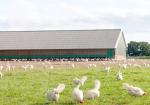 Sheep Pen Poultry Metal Shed Buildings Agricultural Prefab Metal ShedFire