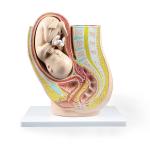 Human Female 9 Months Fetus Pregnancy Anatomical Model For Obstetrics Gynecology