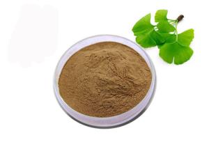 Quality USP Grade Organic Ginkgo Biloba Powder wholesale
