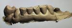 3D Digital Mock Up Teeth Other Dental Products