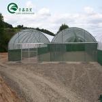 Single-Span Agricultural Greenhouses with Film Cover The Perfect Growing