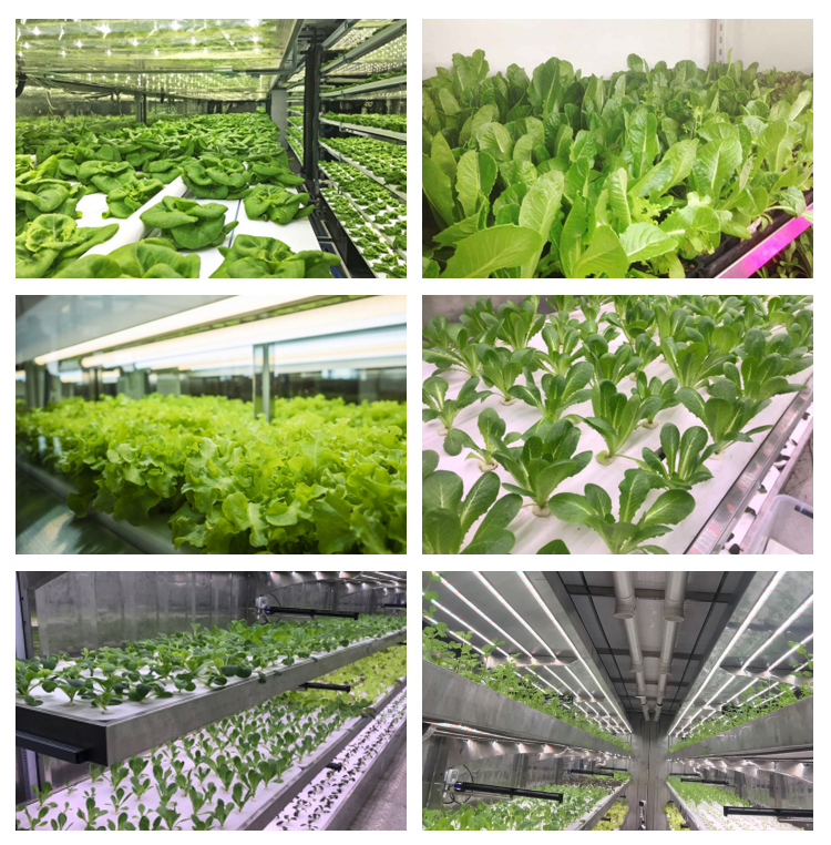 Ventilation fan 40ft Container Greenhouse for Advanced Plant Growth