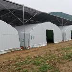 Agriculture Chinese Organic Mushroom Management Greenhouse Single-Span