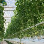 Tomato Plant Greenhouse Film Greenhouse With Hydroponic Culture Soilless