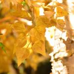 20m Artificial Foliage Tree Birch Autumn Vibe Romance No Pest No Light Floor