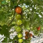 Juxiang Agricultural Nft Hydroponic Film Greenhouse for Vegetable Cultivation