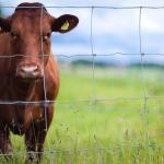 Deer Goat Farm Wire Fence Galvanized Wire Hinge Joint Fencing