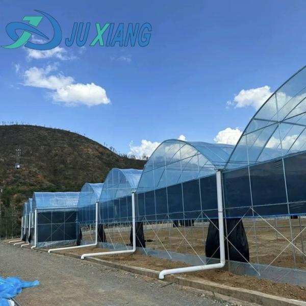 Shipping Cost Agricultural Multi-Span Plastic Tunnel Film Greenhouse Customizati
