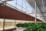 Plastic PO Film Multi Span Greenhouse For Strawberry Galvanized Steel Frame