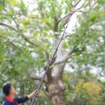60FT Carbon Fiber Harvesting Pole Coconut Betel Nut Telescopic Harvesting Pole