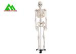 Life Size Medical Anatomical Human Skeleton Model 97 X 45.5 X 28cm