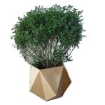 Irregular modern gold flower planters geometric flower pot