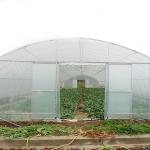 Vegetable Growing Plastic Film Greenhouse / Tunnel Single Span Greenhouse