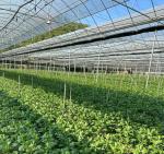 US Currency JX-A0023 Multi-Span Film Greenhouse for Planting Tomota Cucumber