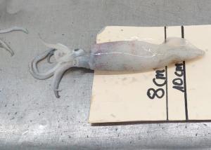 Quality Iso22000 Frozen Illex Squid 18cm - 25cm Size 10kg Bill Of Loading wholesale
