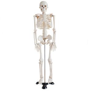 Quality 5' 6&quot; Life Size Human Skeleton Anatomy Model For Medical Skeleton Education wholesale