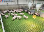 Galvanized Steel Piggery Shed Construction Steel Structure Chicken Shed