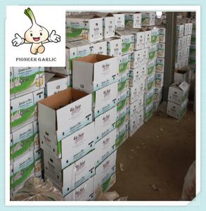 Quality 2016 China White Garlic Price Red Garlic for Brazil chinese normal white garlic wholesale