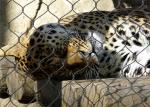 Knotted Or Ferrule Type Stainless Steel Aviary Mesh Diamond For Animal Enclosure
