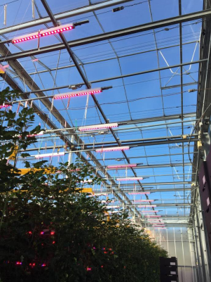 Used Container Tomato Greenhouse PE Material Optional Ventilation System