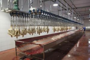 Quality Broiler Layer Automatic Slaughtering Machine Farms Stainless Steel Chicken Slaughter wholesale