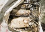 Peru Giant Frozen Squid Tubes 500-100 Dosidicus Gigas Bqf Good Freshness