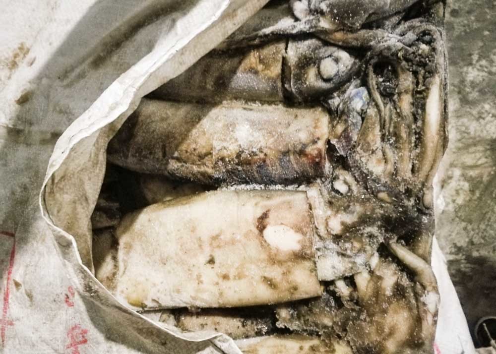 Peru Giant Frozen Squid Tubes 500-100 Dosidicus Gigas Bqf Good Freshness