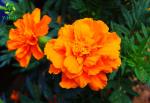 Natural Pigment Xanthophyll Marigold Flower Herbal Extract Powder