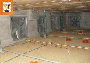 Quality Poultry Equipment Ventilation System &amp; Feeding System wholesale