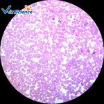 Educational Prepared Histology Lab Slides 100pcs 76.2×25.4×(1.0-1.2) Mm