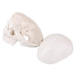 Medical Training 10cm Mini Human Skeleton Model , Plastic Skull Model