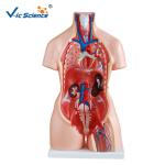 High Performance 85cm Human Torso Skeleton Unisex Torso 23 Parts VIC-204