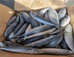 OEM 200g 300g Block Quick Frozen Pacific Mackerel