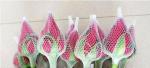 EPE Foam plastic roses net Extruder(FCEPEW-70)