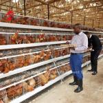 4 tier Poultry Farming Cage System , Easy Install Galvanized Chicken Cage Doris
