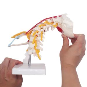 Quality Students Study Anatomical Skeleton Model Cervical Spine Bone ODM wholesale
