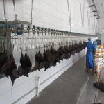 3400KG Halal Poultry Slaughterhouse Equipment Turkey Duck Broiler Chicken