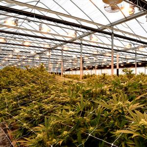 Quality Light Dep Auto Blackout Greenhouse Single Tunnel Led Grow Lighting For Mushroom wholesale