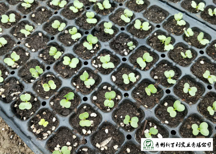 Green Color Organic Chinese Cabbage Big Size Japan Standard Own Bases